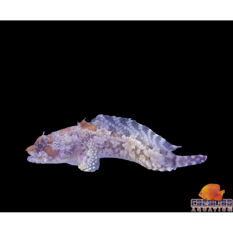 Toadfish – Orange Sm