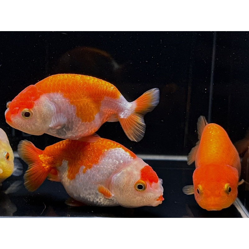Assorted Ranchu Goldfish – 3″
