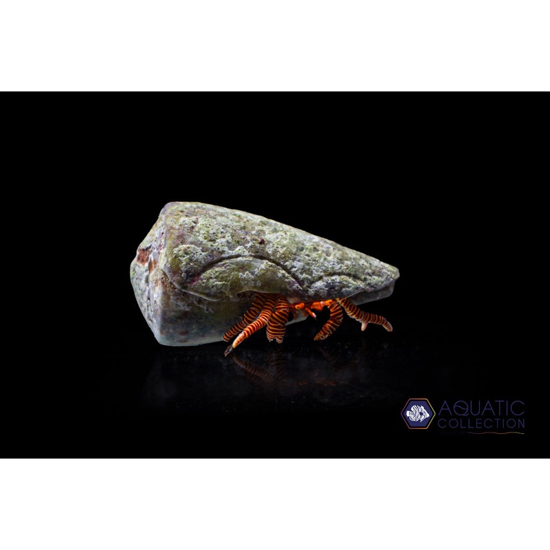 Halloween Hermit Crab