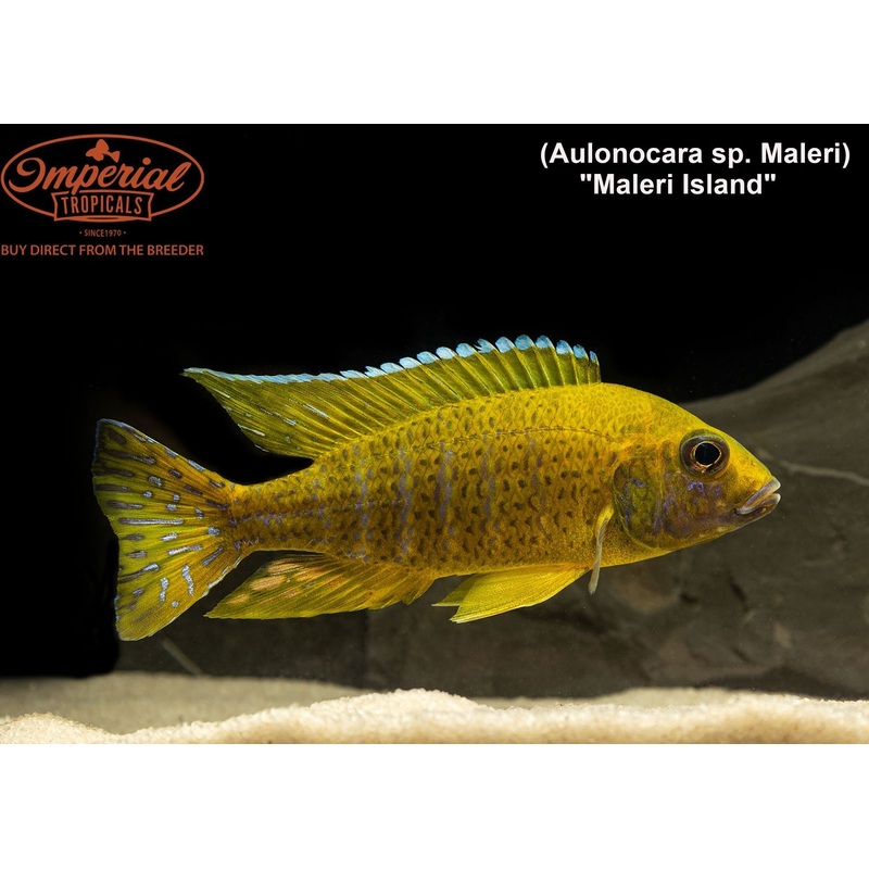 Maleri Island Peacock 1-2″ Unsexed  “German strain”