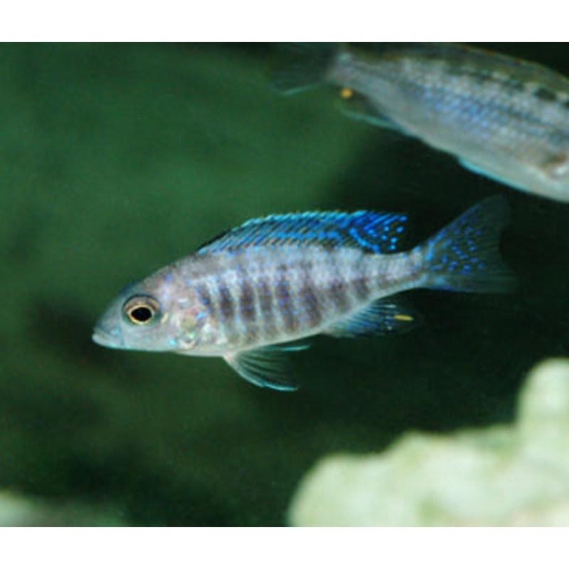 Peacock Cichlid – Monkey Bay 3-4cm