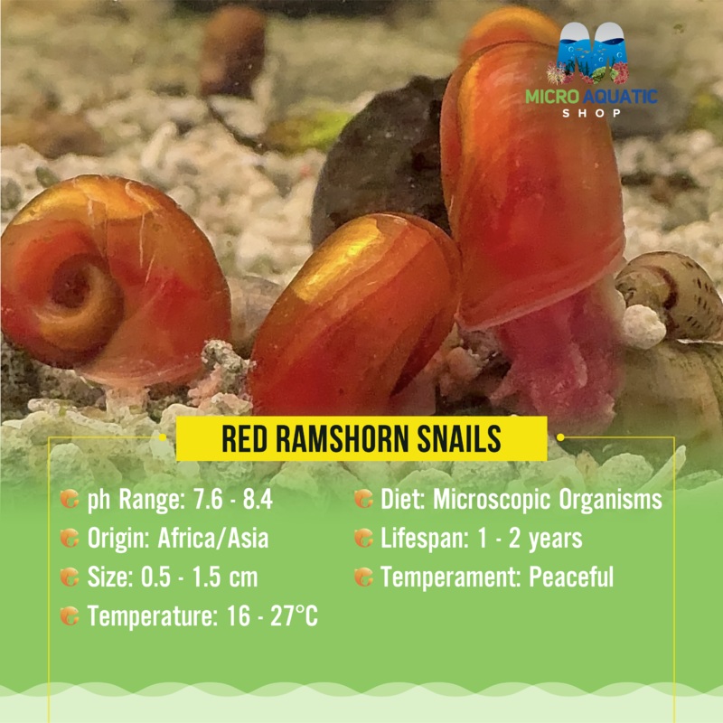 Ramshorn Snail – Red 1 pc 0.5-1cm