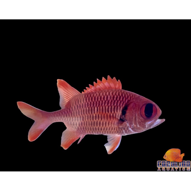 Soldierfish Big Eye