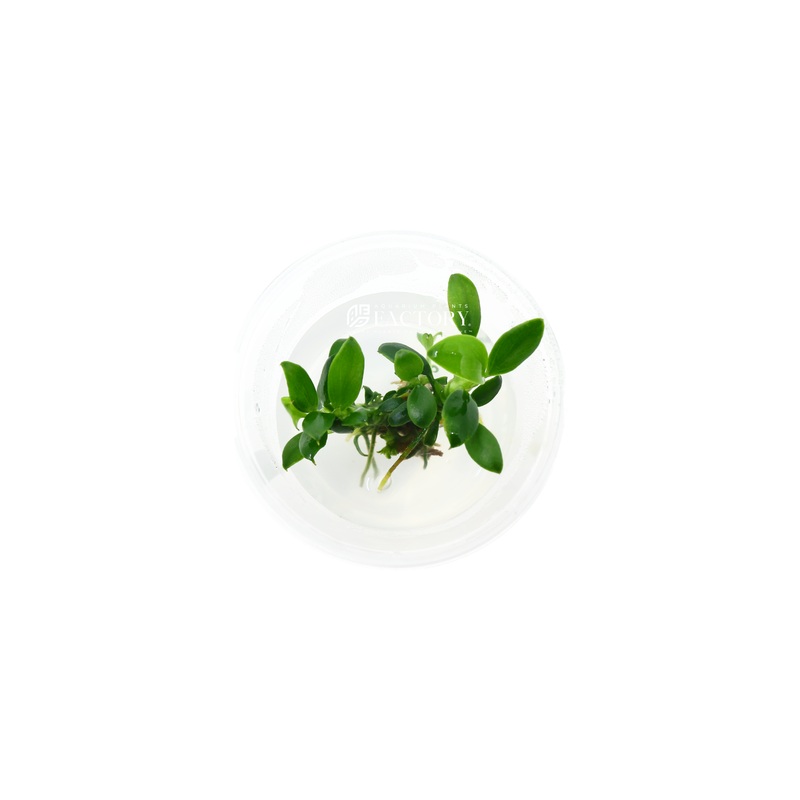 Anubias Chili Mini (Small Vitro Culture Cup)