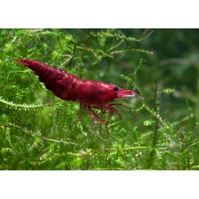 Cherry Shrimp – Bloody Mary 0.5-1cm