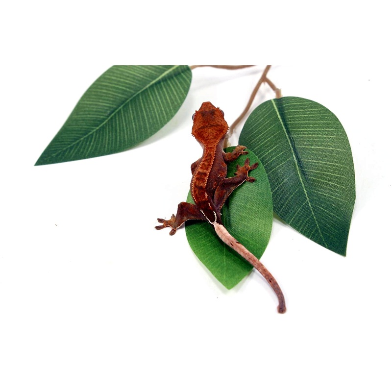 Fire Crested Gecko