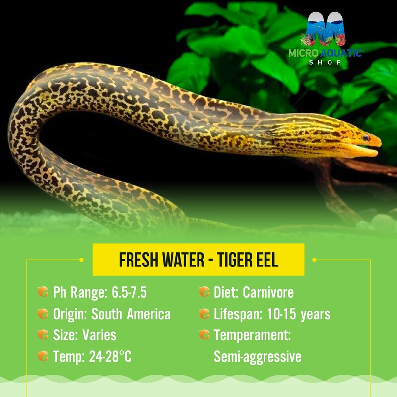Flash Sale Fresh water – Tiger Eel 10cm 1 tiger moray eel 10cm