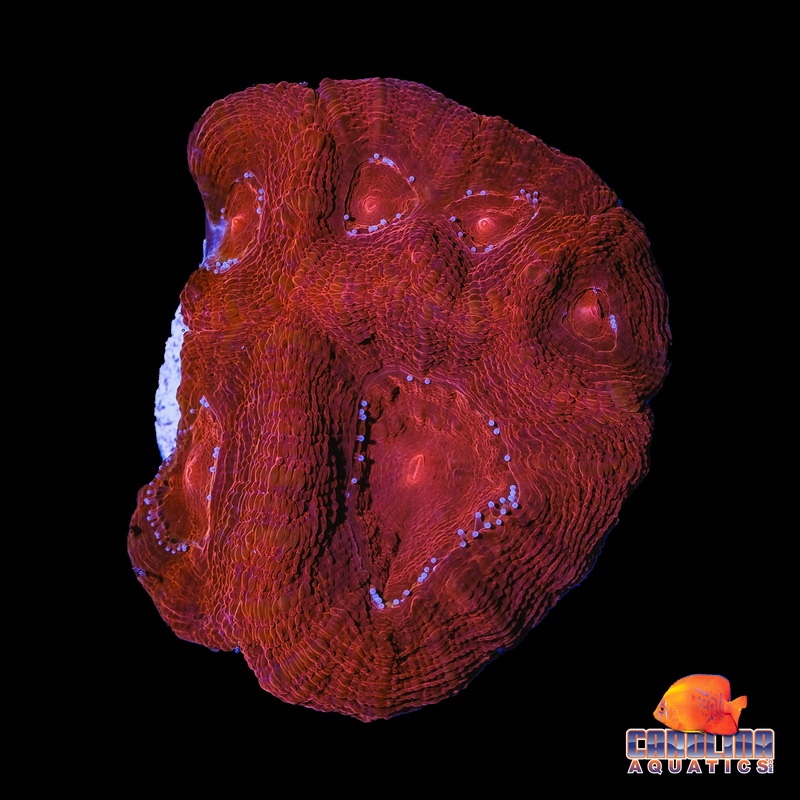 Frag – Large Red Bowerbanki