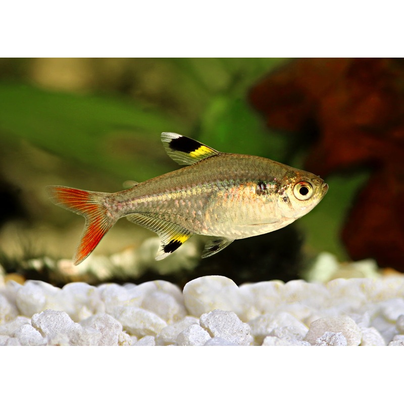 Pristella Tetra 3-3.5cm