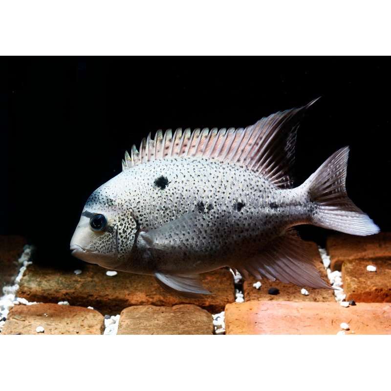 Argentea Cichlid – Maskaheros Vieja argentea 9-12cm