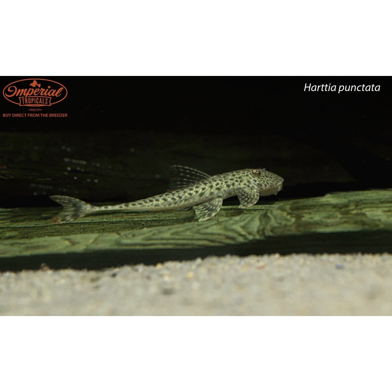 Harttia punctata 3-4″ Unsexed Wild Caught Tocantins