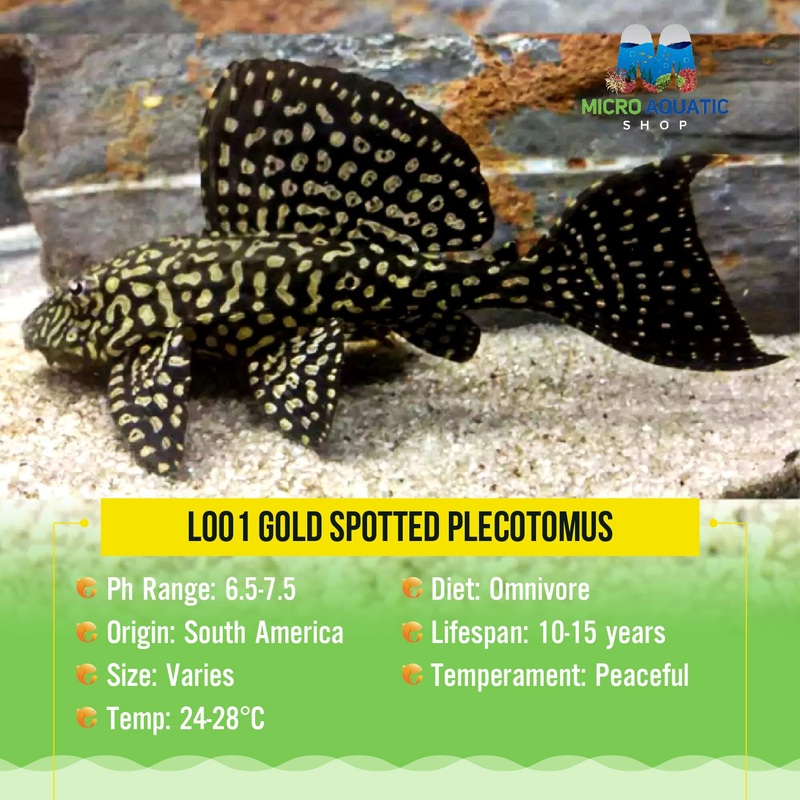 L001 Gold Spotted Plecotomus 1 pleco size 5cm