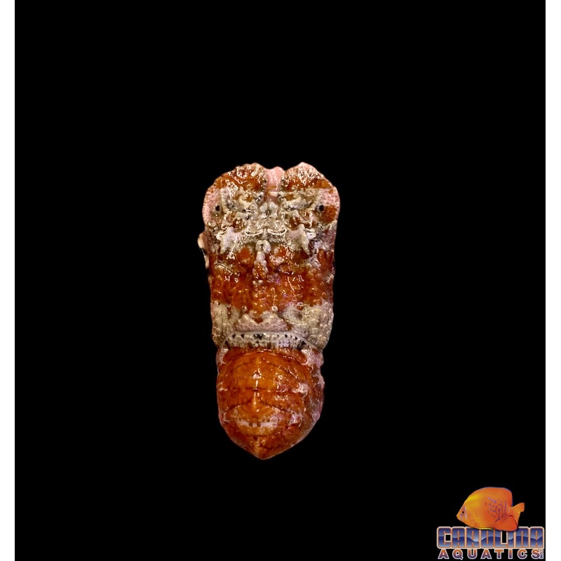 Lobster – Slipper Sm