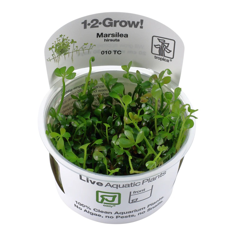 Marsilea Hirsuta Tropica 1-2 Grow Tropica 1-2 Grow