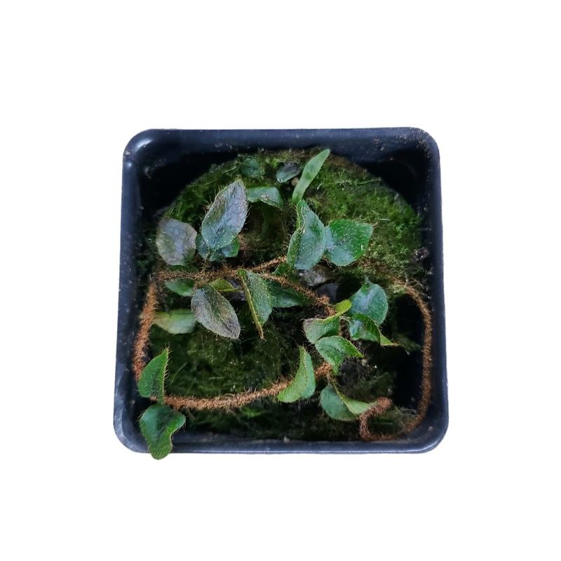 Microgramma sp #1 8-12 leaf cutting