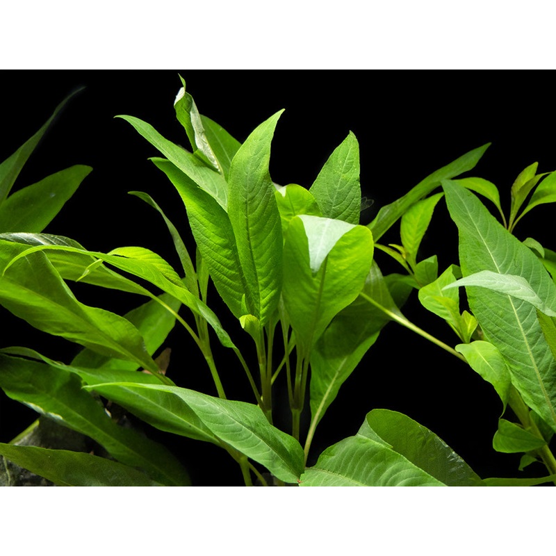 Temple Plant (Hygrophila corymbosa), potted 1 pot