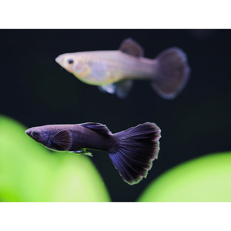 Black Moscow Guppy (Poecilia reticulata var. Black Moscow), Tank-Bred! 1 Male/Female Pair