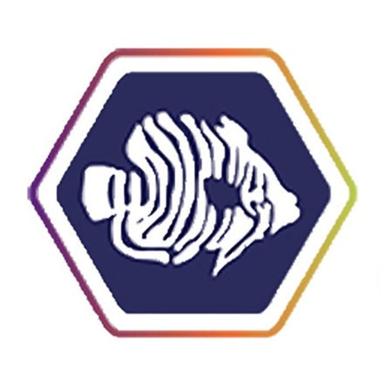Pearlscale Butterflyfish Medium (2-3 inches)