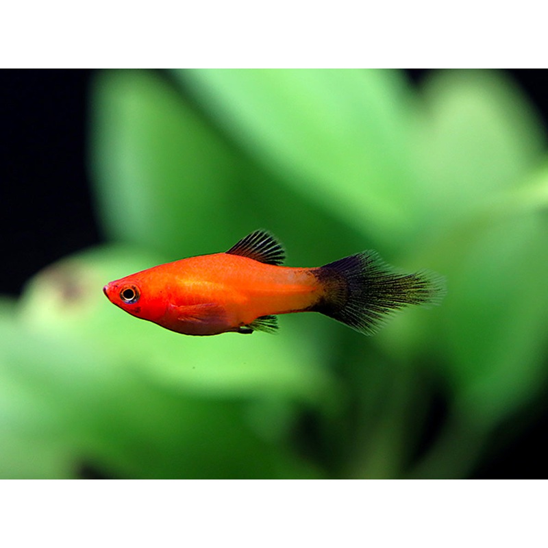 Red Wag Platy (Xiphophorus maculatus) – Locally Bred! 1 Standard Tail