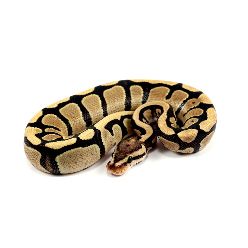Fire Ball Python