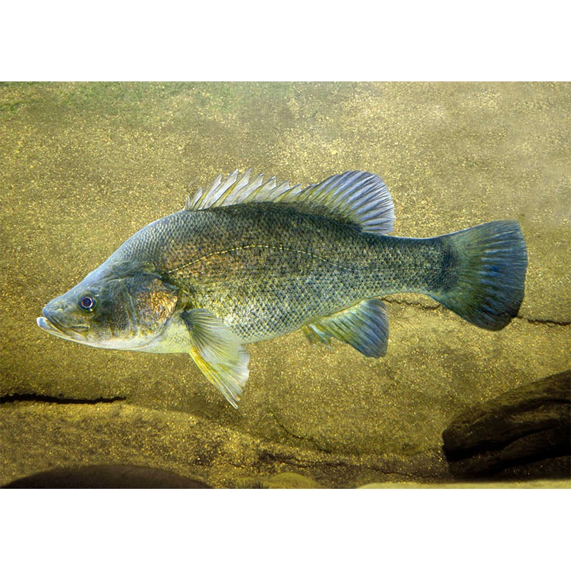 Golden Perch 3-5cm