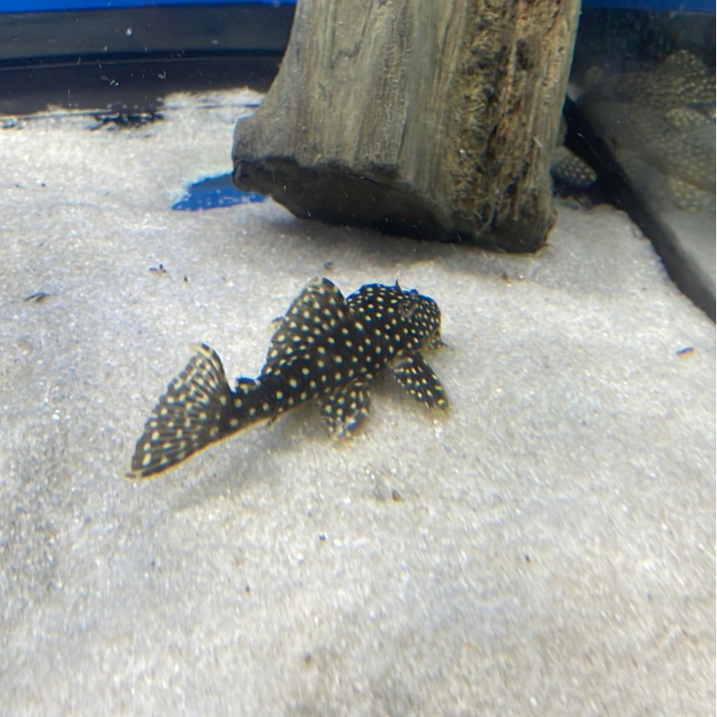 L029 Galaxy Pleco 3-4″ Unsexed