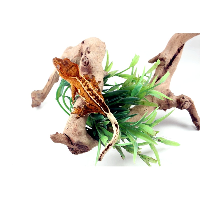 Phantom Brindle Crested Gecko