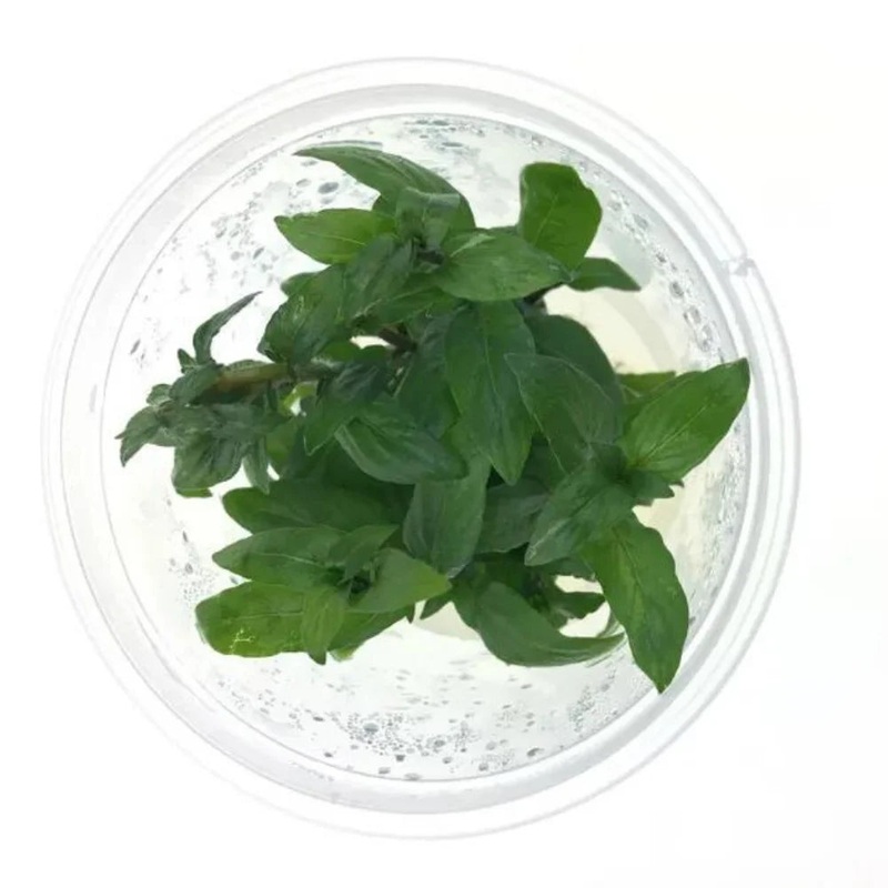 Tissue Culture – Staurogyne Repens 1 pot