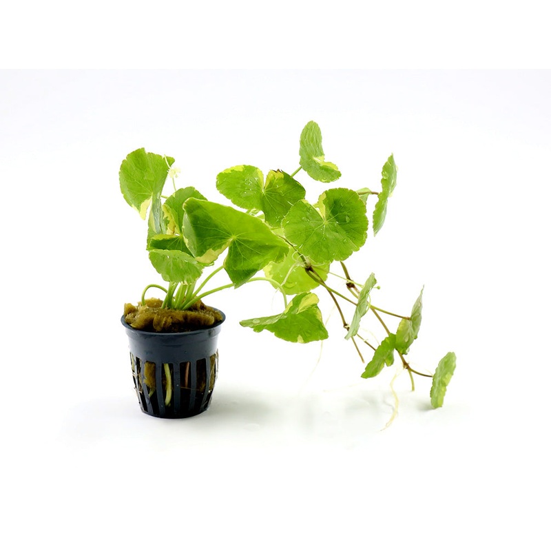 Variegated Pennywort (Hydrocotyle leucocephala “Variegated”) Bunch