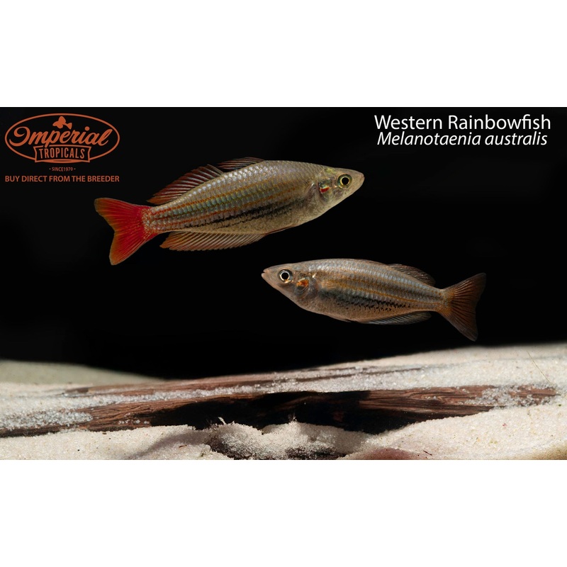 Western Rainbowfish 1-2 Unsexed