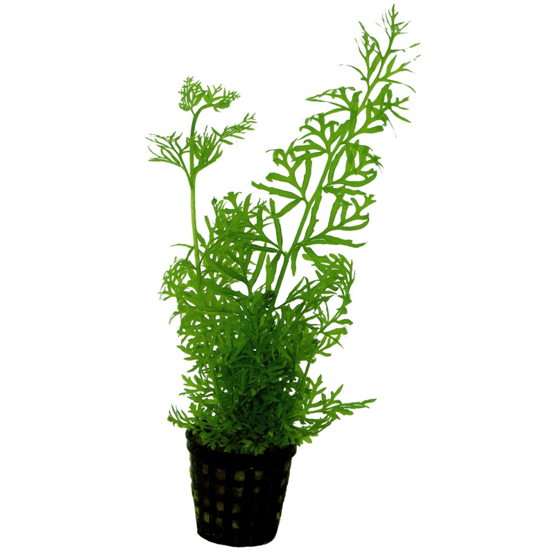 Ceratopteris Siliquosa 5cm Pot