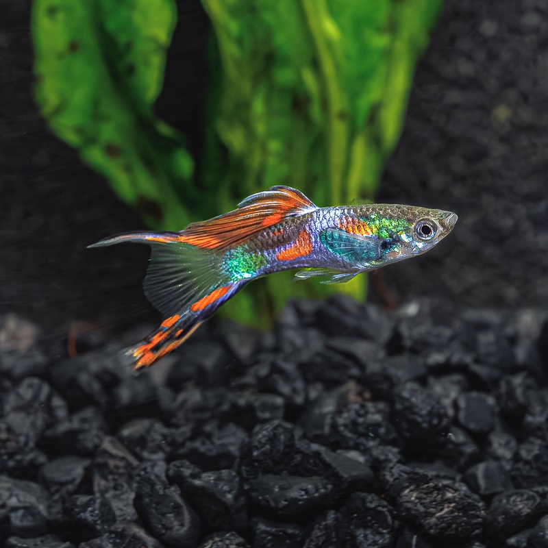 Double Sword Guppy | Poecilia Reticulatus Flip Bred Juvie (Unsexed)