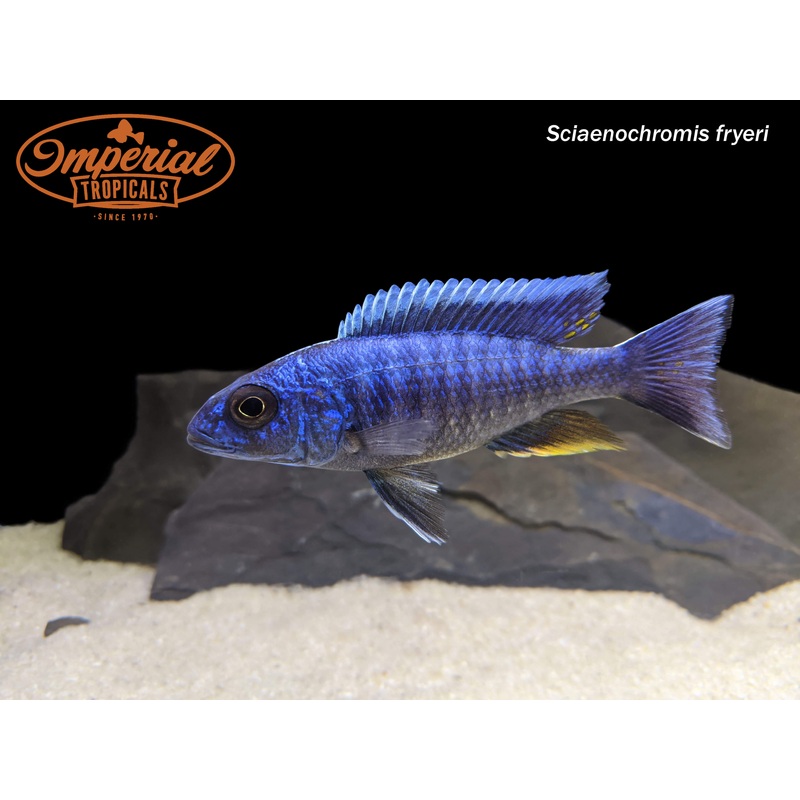 Electric Blue Fryeri  “German Strain” 1-2 Unsexed “German strain”