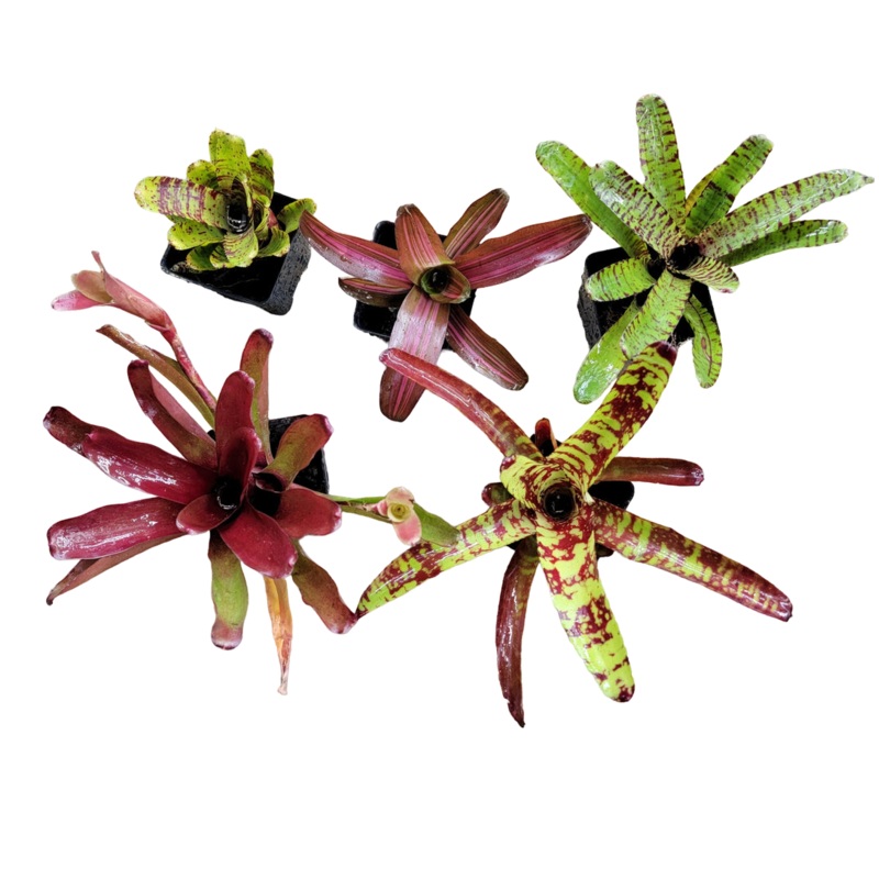 Neoregelia Bromeliad Small to Medium 5-Pack