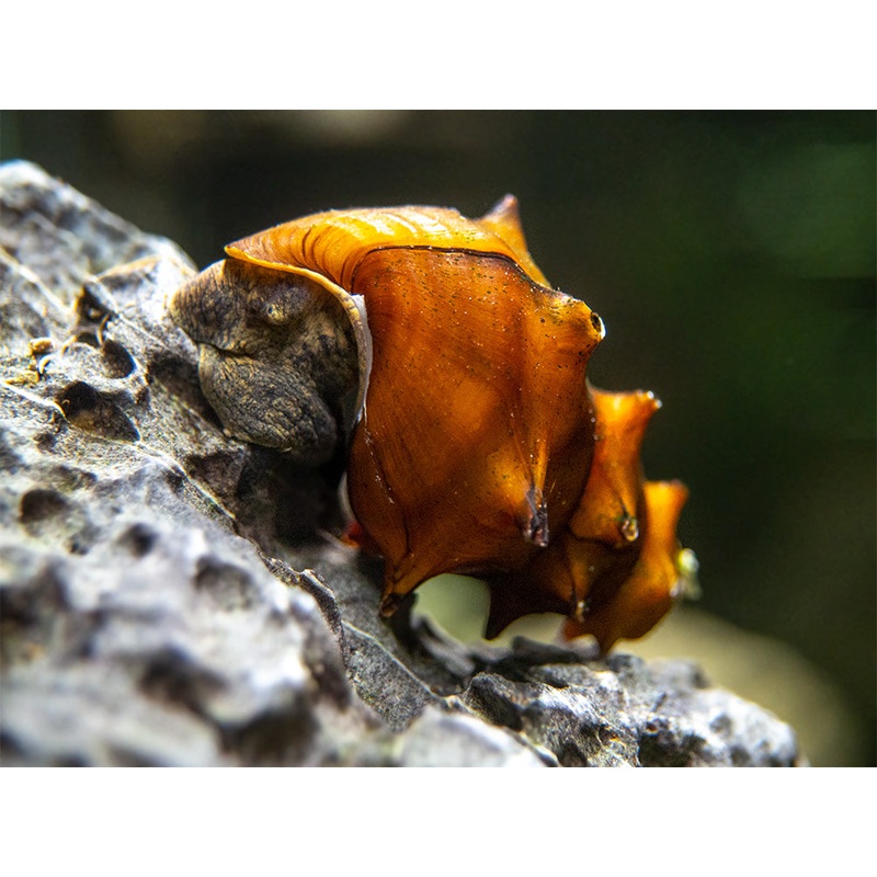 Pagoda Snails (Brotia pagodula) 1 Adult Snail