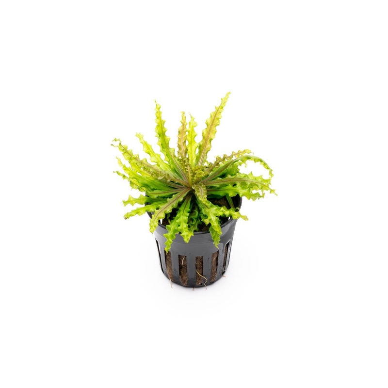 Pogostemon Helferi Downoi Red