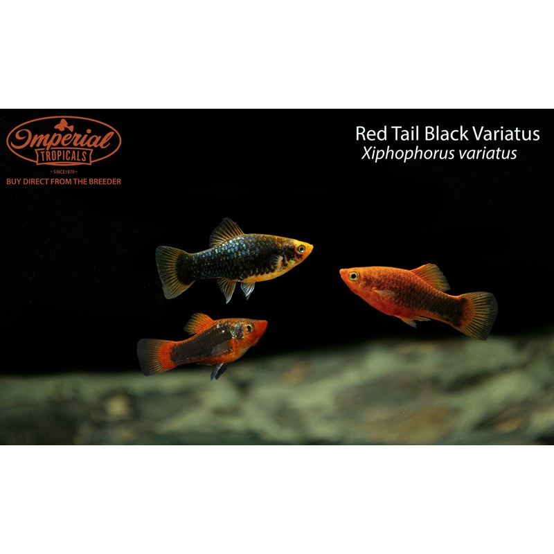 Red Tail Black Variatus 1-2″ Unsexed
