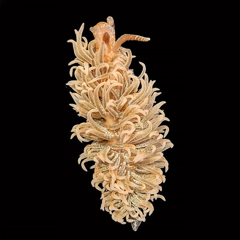 Spurilla Nudibranch – Aiptasia Eater