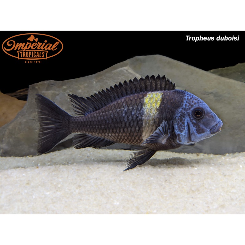 Tropheus duboisi 1-2 Unsexed