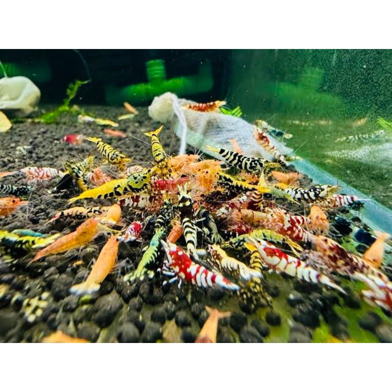 5x Mix Caridina Shrimp Pack 5 random ( juvies 1 cm )