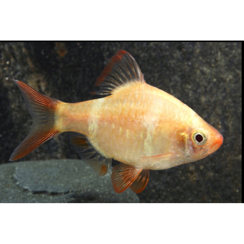 Albino Tiger Barb
