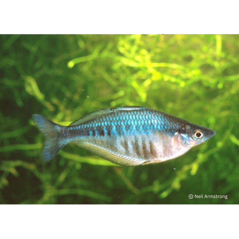 Axelrods Rainbowfish – C.Axelrodi 3-5cm