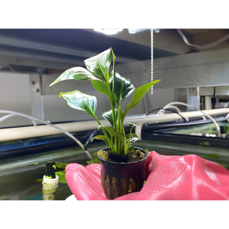 Brazil Sword – Potted Plant
