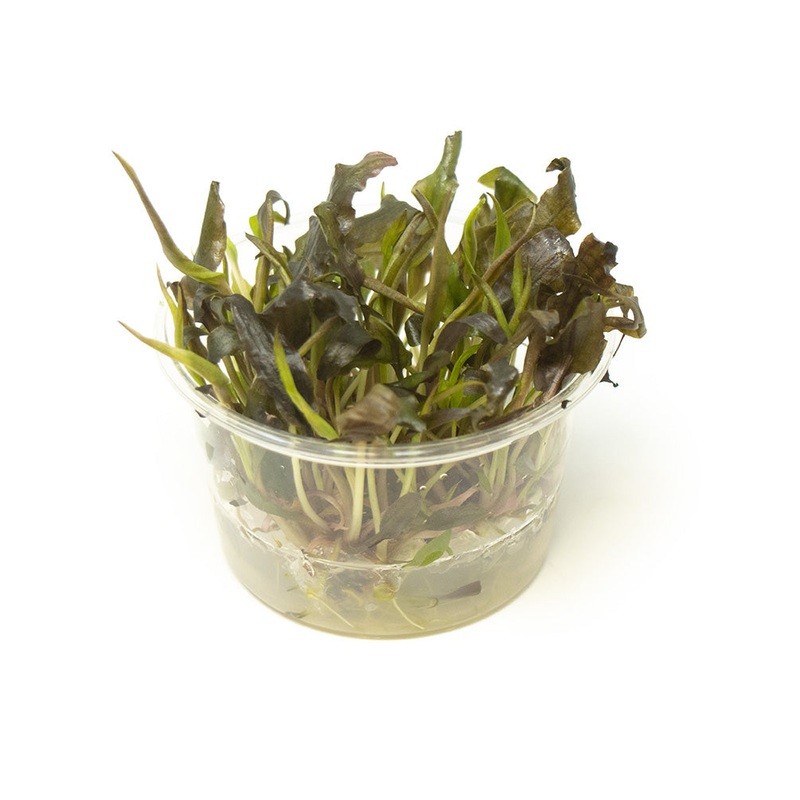 Cryptocoryne Mi Oya Tissue Culture Cup 1 Tissue Culture Cup
