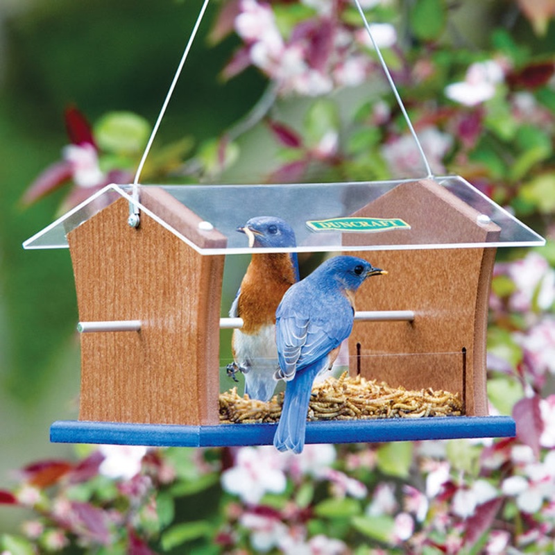 Duncraft Bluebird Central Feeder