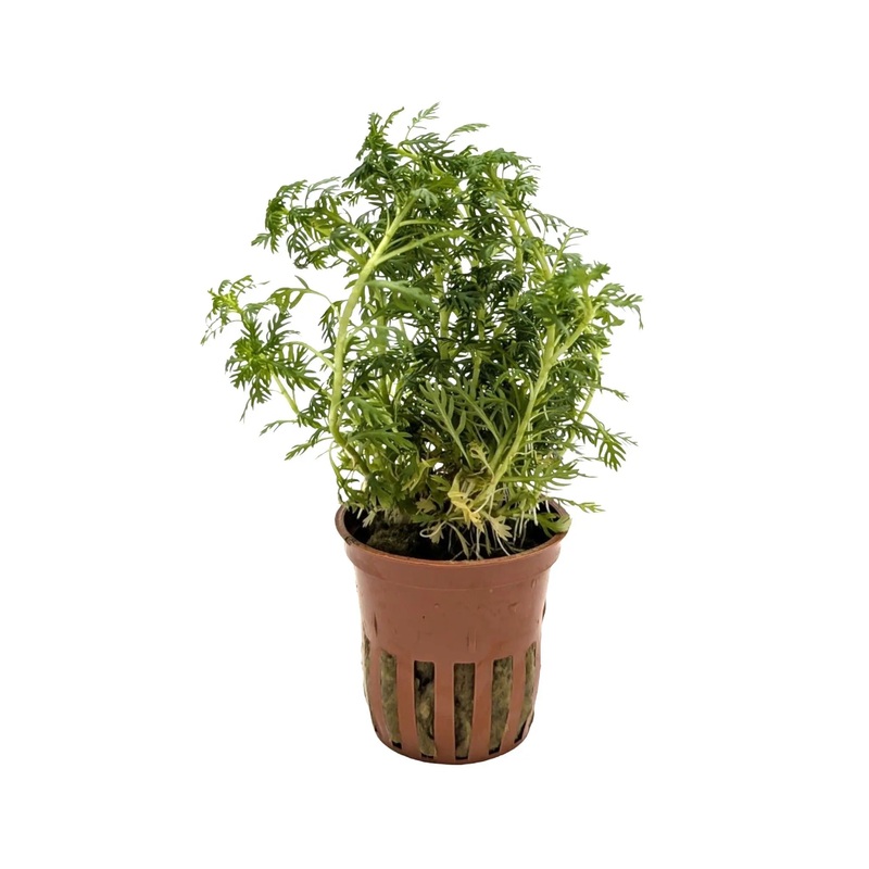 Hottonia palustris