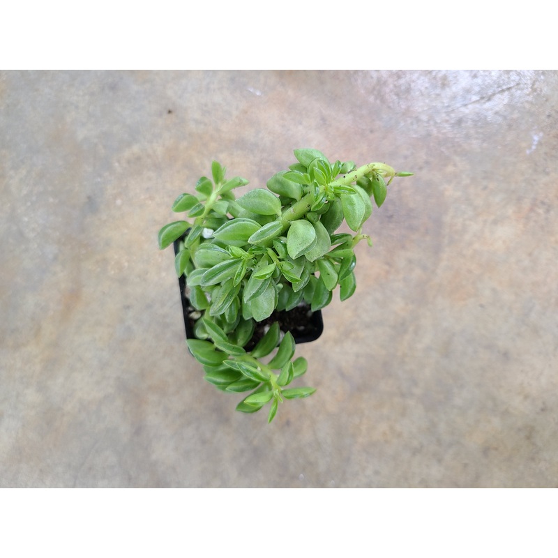 Peperomia axillaris 10-12 leaf cutting