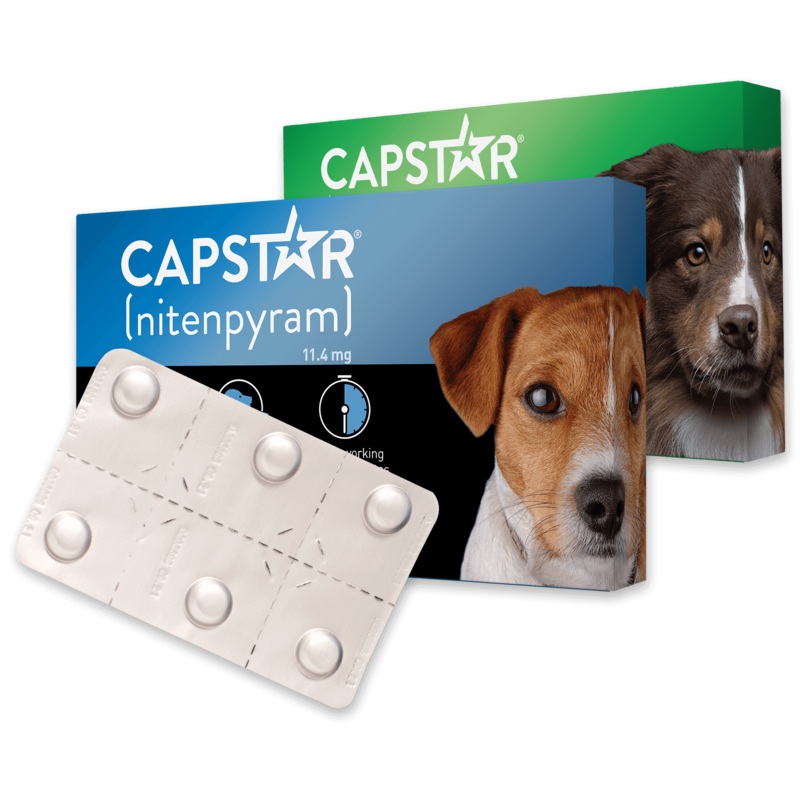 PetIQ CAPSTAR (nitenpyram) Fast-Acting Oral Flea Treatment for Dogs 2-25lb