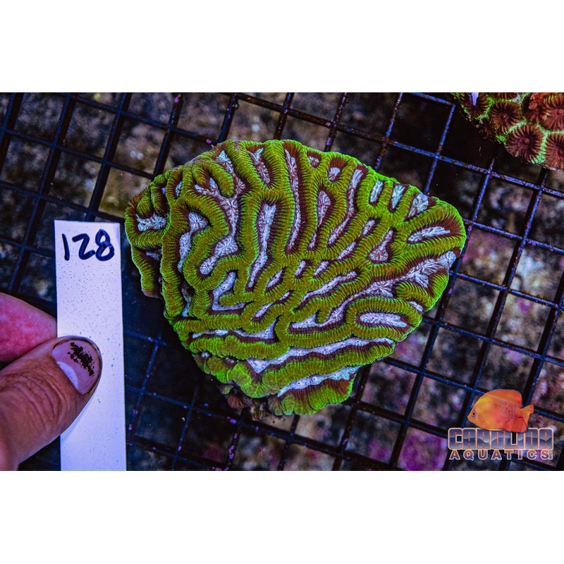 WYSIWYG 128 Platygyra