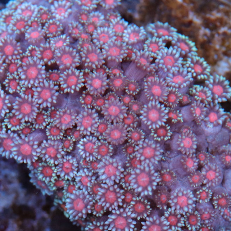 Bali Pink Ball Goniopora